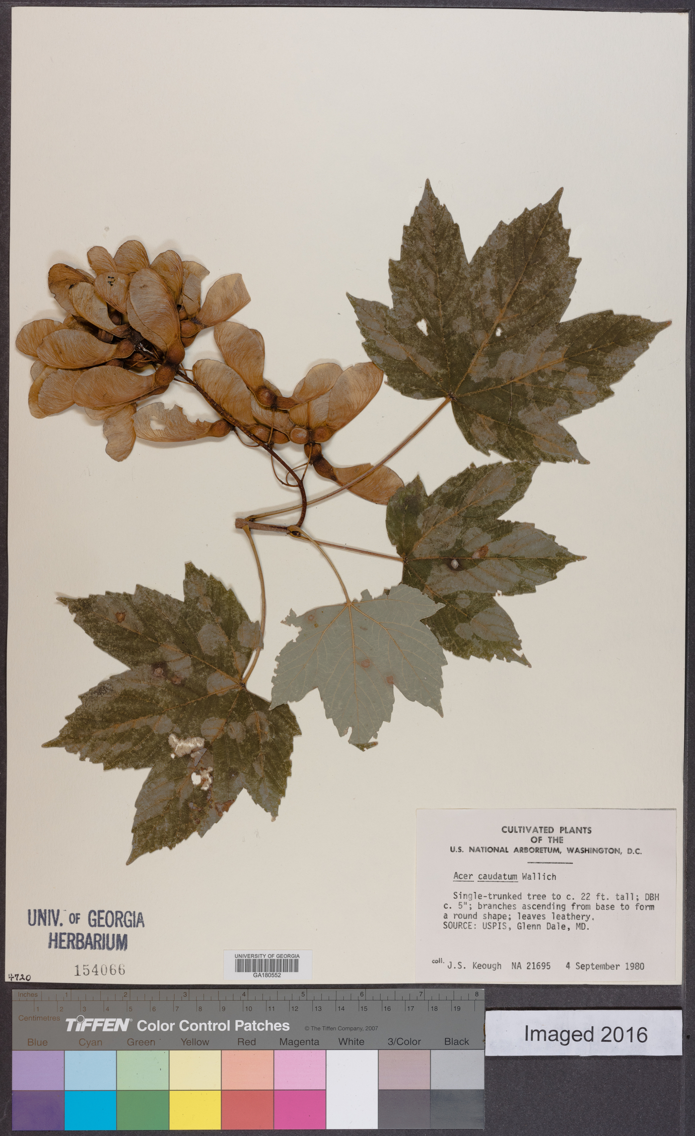 Acer caudatum image