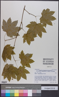 Acer circinatum image