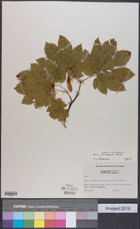 Acer circinatum image