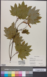 Acer circinatum image