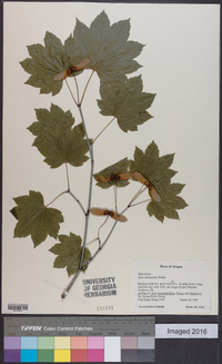 Acer circinatum image