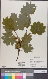 Acer circinatum image