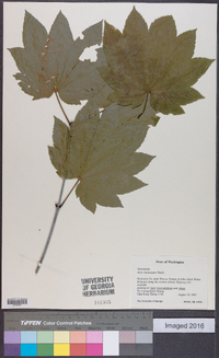 Acer circinatum image