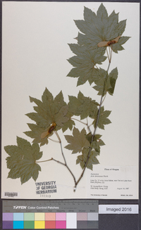 Acer circinatum image