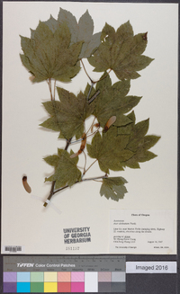 Acer circinatum image