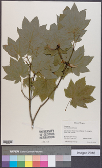 Acer circinatum image