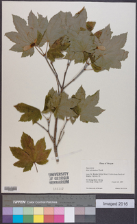 Acer circinatum image