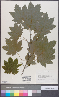 Acer circinatum image