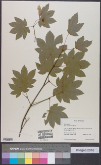 Acer circinatum image