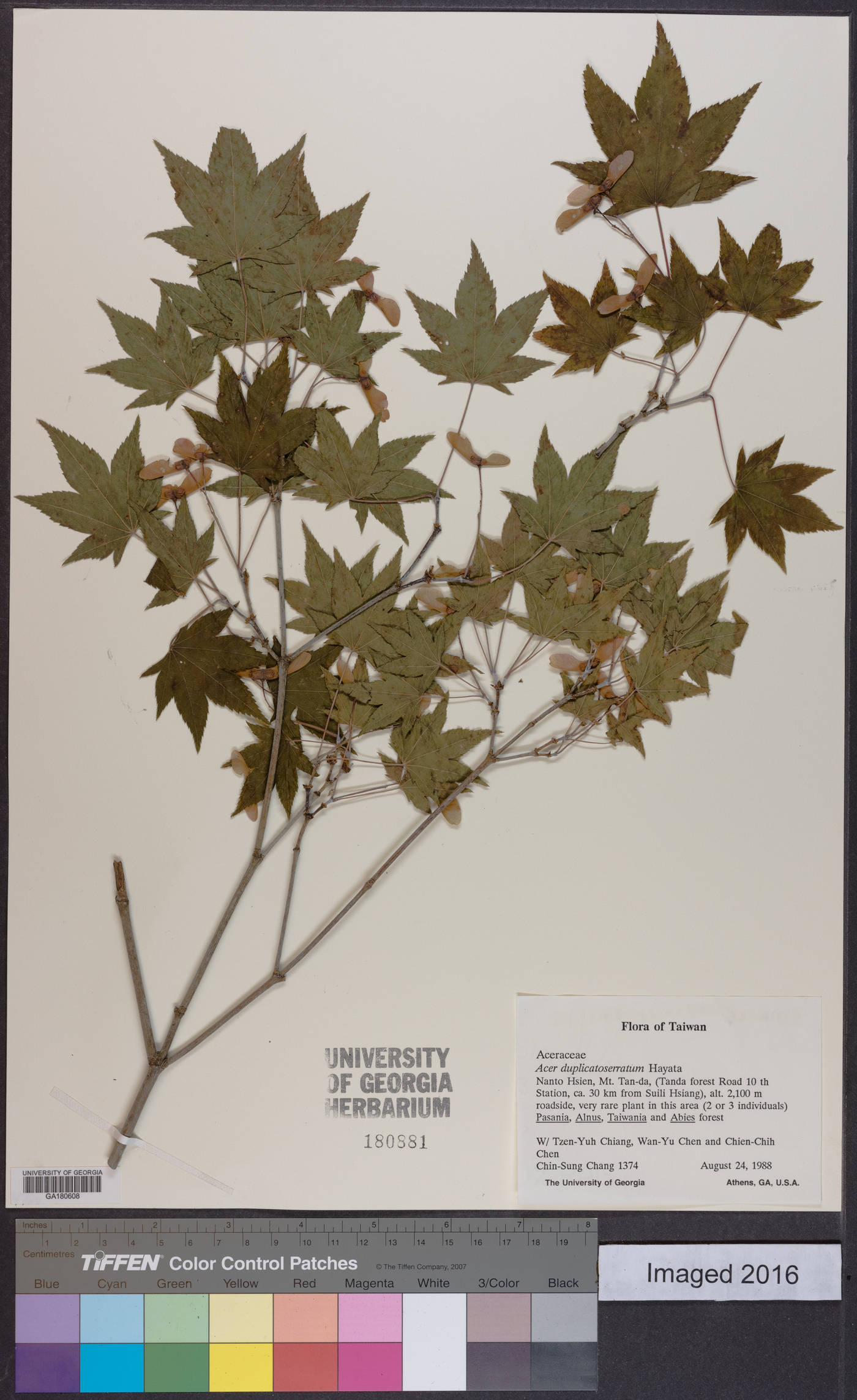 Acer duplicatoserratum image