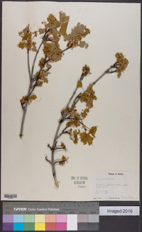 Acer glabrum image