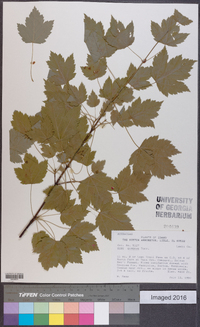 Acer glabrum image