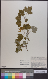 Acer glabrum image