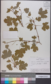 Acer glabrum image