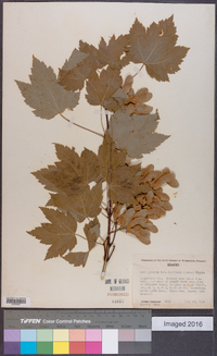 Acer glabrum image