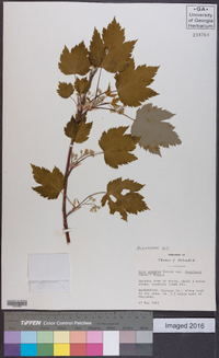 Acer glabrum image