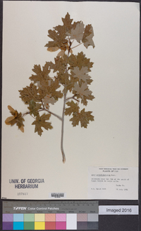 Acer grandidentatum image