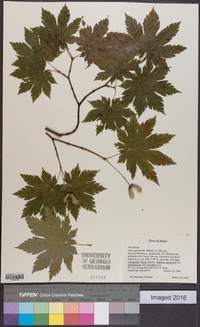 Acer japonicum image