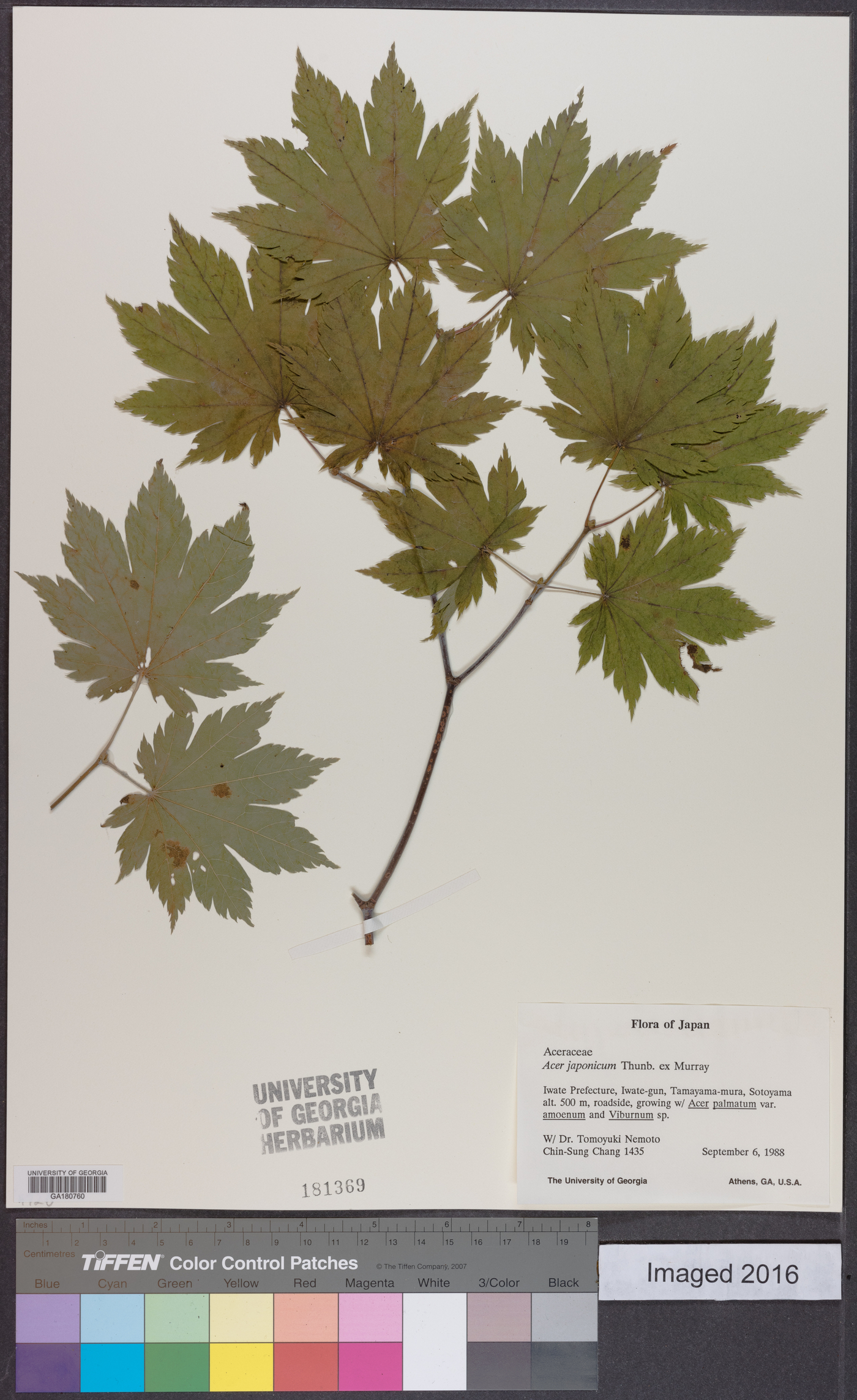 Acer japonicum image