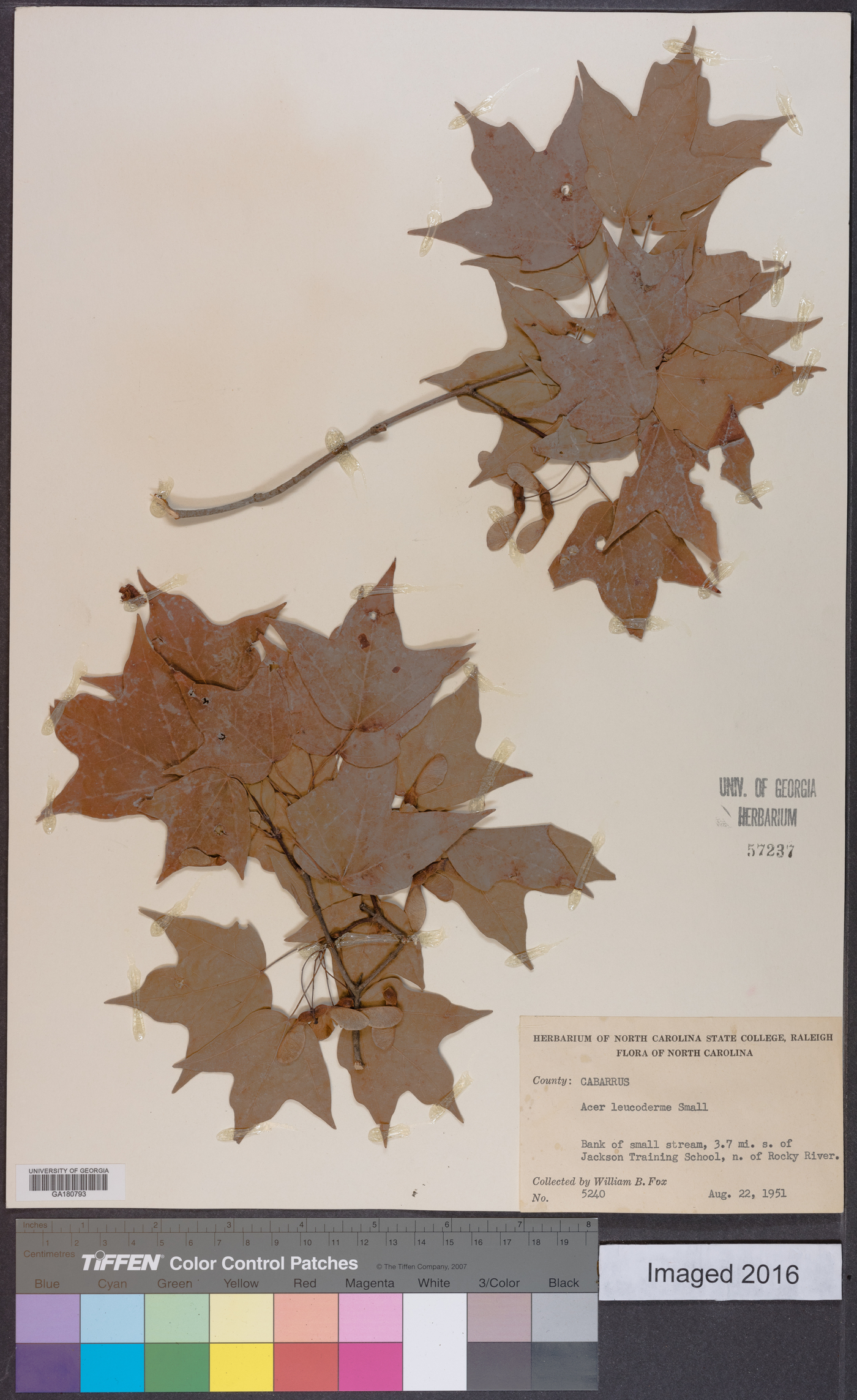 Acer leucoderme image