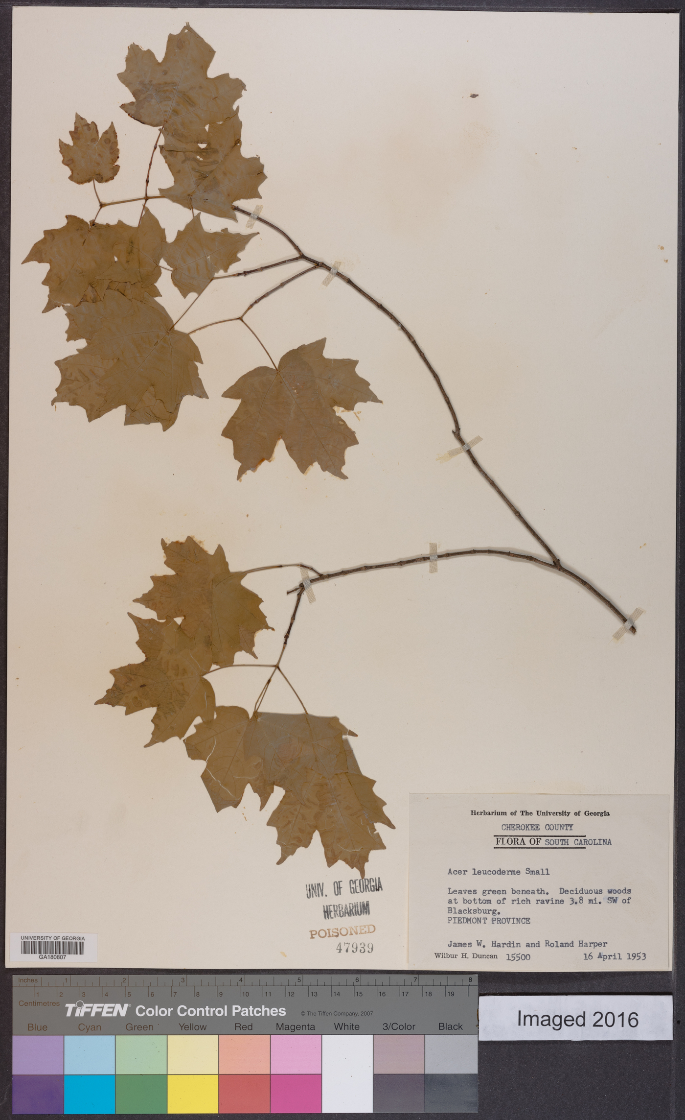 Acer leucoderme image