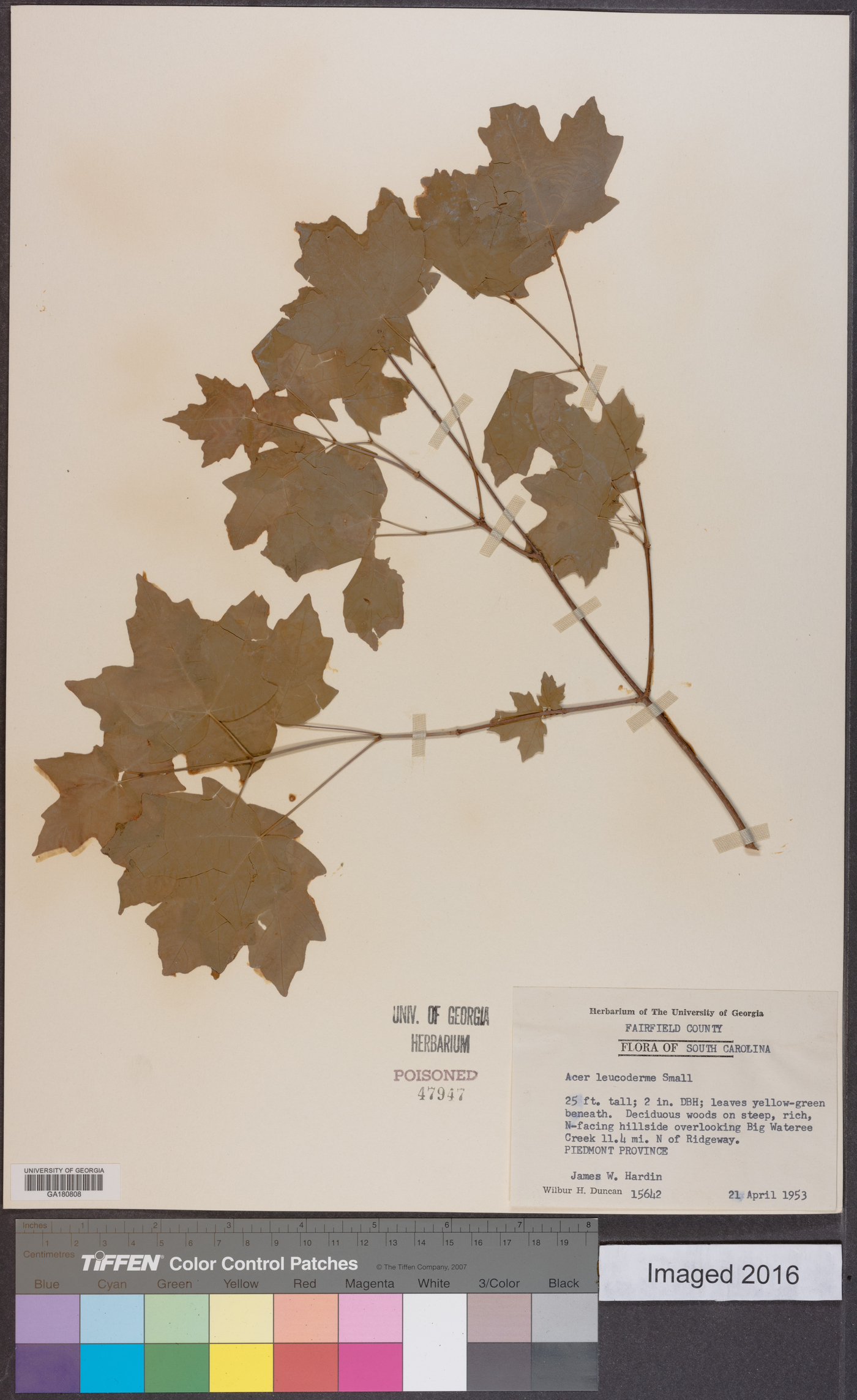 Acer leucoderme image