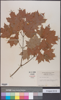 Acer leucoderme image