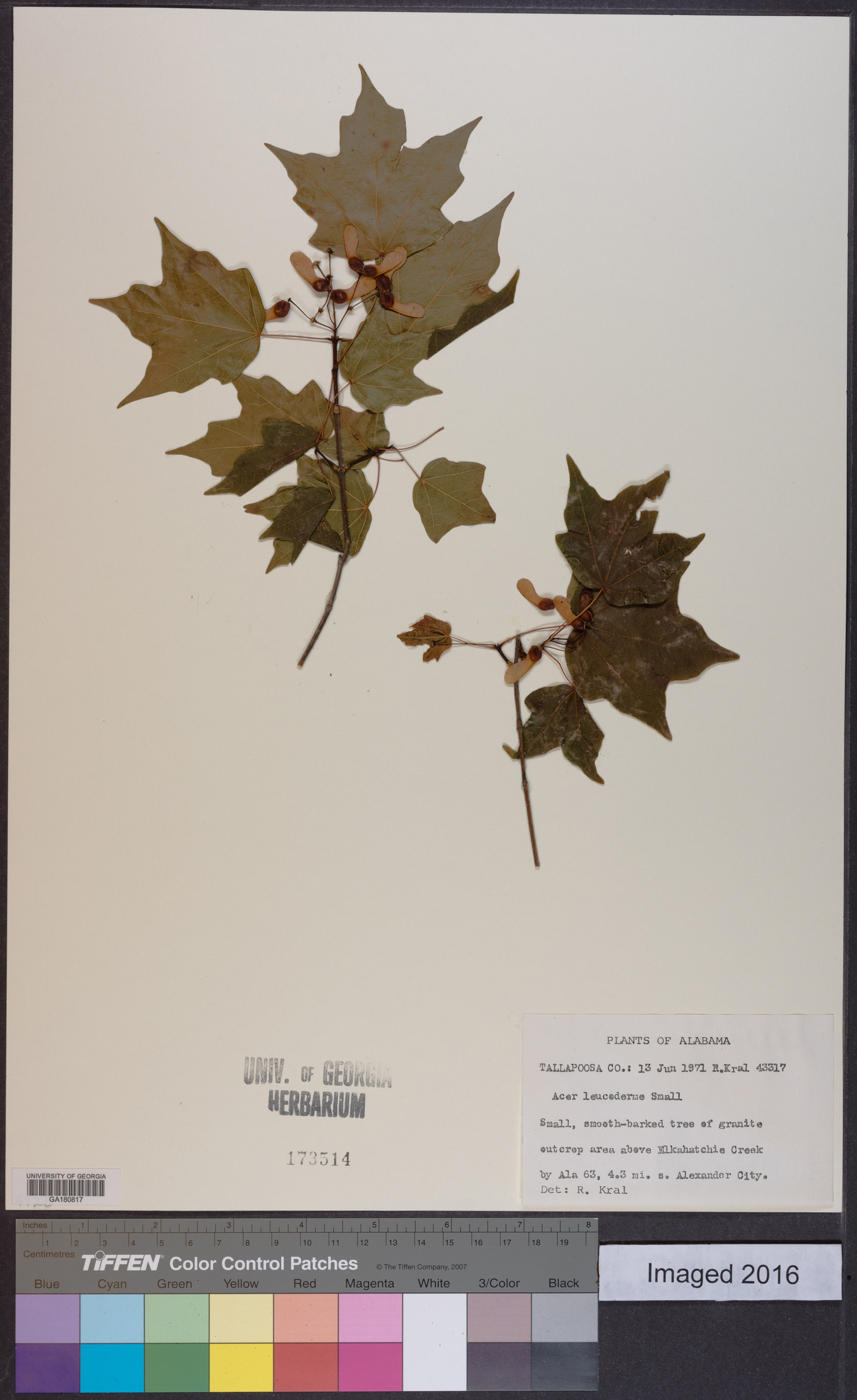 Acer leucoderme image