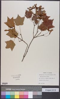 Acer leucoderme image