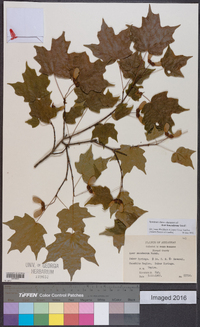 Acer leucoderme image