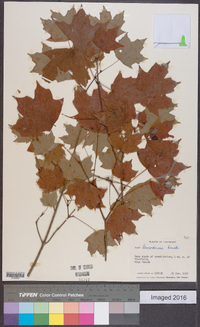 Acer leucoderme image