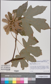Acer macrophyllum image