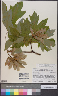 Acer macrophyllum image