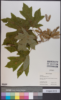 Acer macrophyllum image