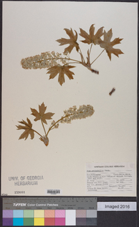 Acer macrophyllum image