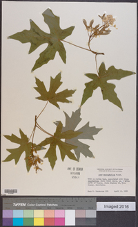 Acer macrophyllum image