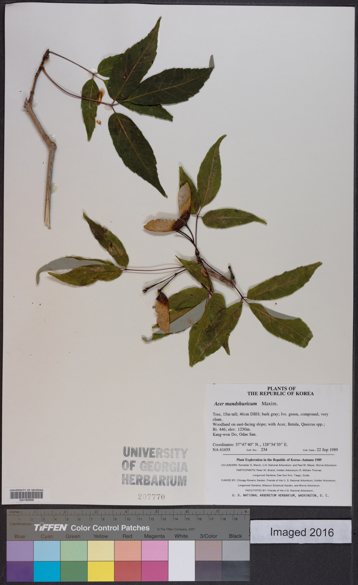 Acer mandshuricum image