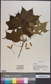 Acer pictum subsp. mayrii image