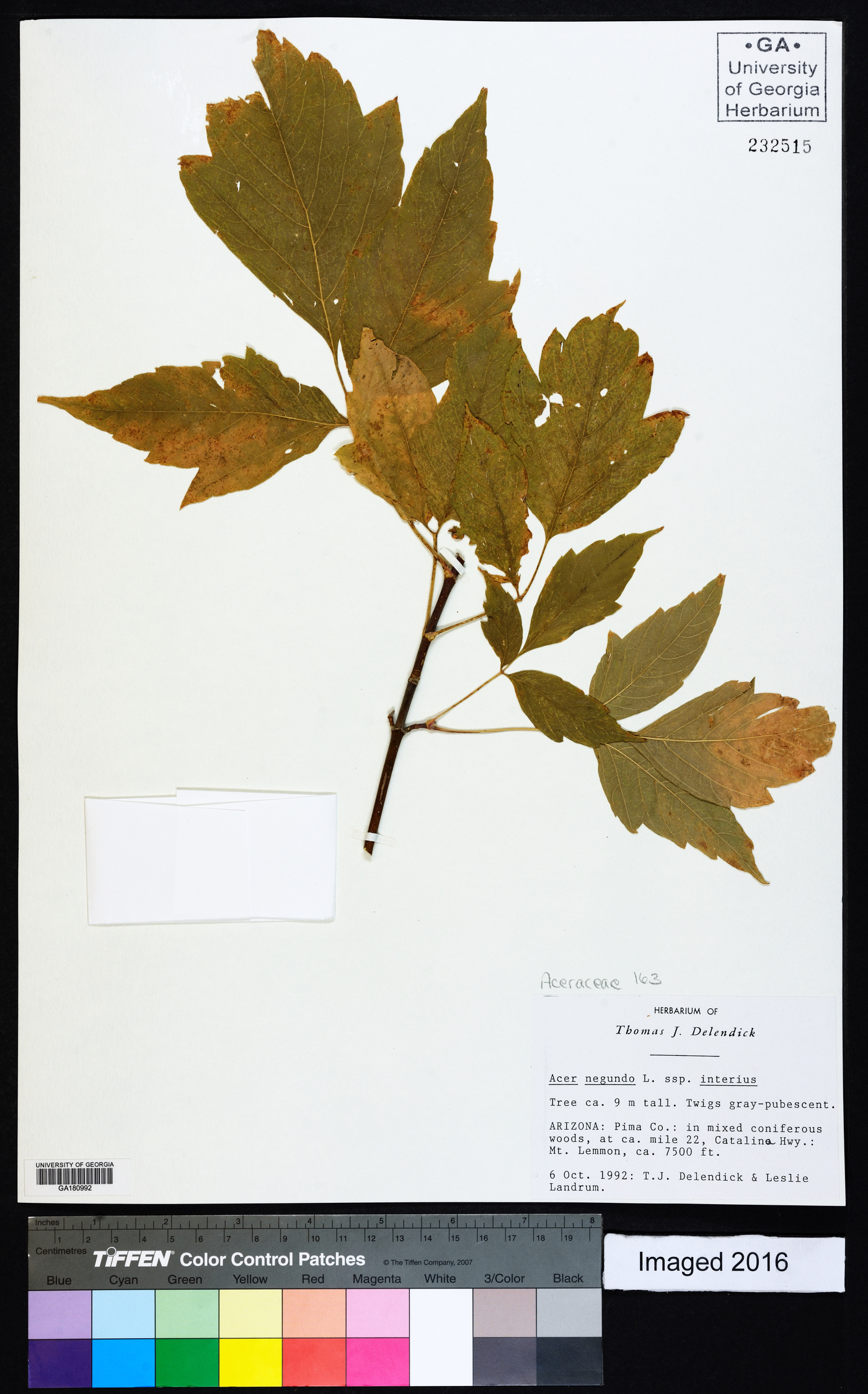 Acer negundo var. interius image