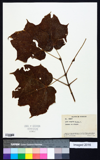 Acer nigrum image