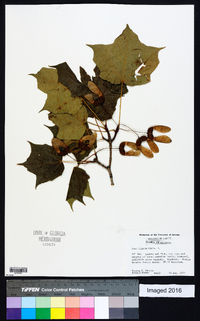 Acer nigrum image