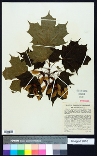 Acer nigrum image