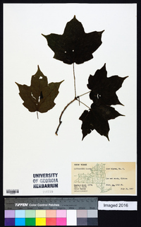 Acer nigrum image