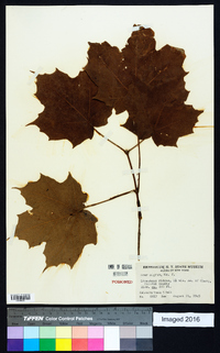 Acer nigrum image