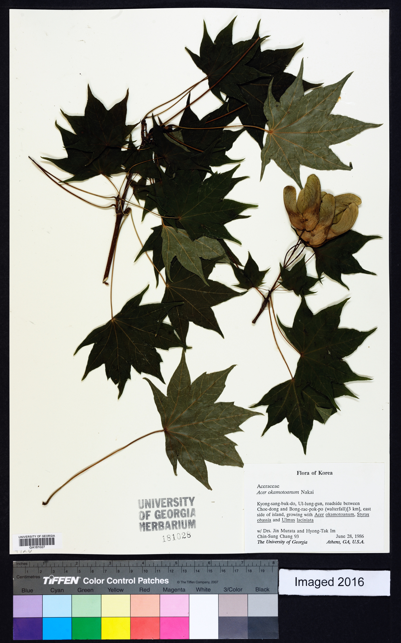 Acer pictum image