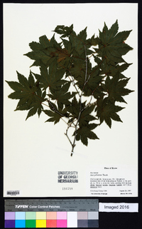 Acer palmatum image