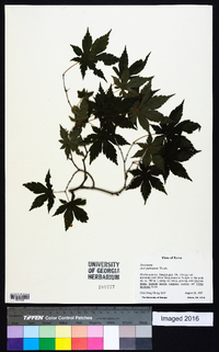 Acer palmatum image