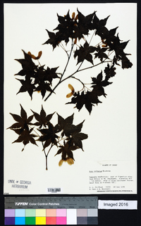 Acer palmatum image