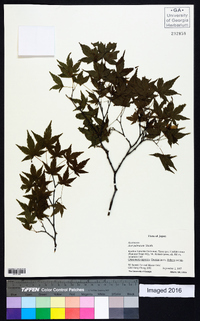 Acer palmatum image