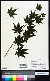 Acer palmatum image